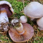 Съедобные и ядовитые виды гриба паутинника