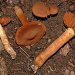 Съедобные и ядовитые виды гриба паутинника