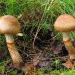 Съедобные и ядовитые виды гриба паутинника