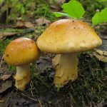 Съедобные и ядовитые виды гриба паутинника