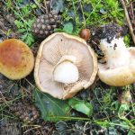 Съедобные и ядовитые виды гриба паутинника