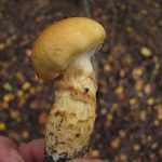 Съедобные и ядовитые виды гриба паутинника