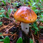 Съедобные и ядовитые виды гриба паутинника