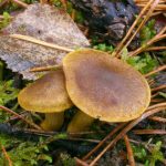 Съедобные и ядовитые виды гриба паутинника