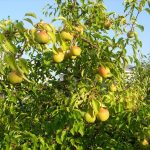 Груша «Памяти Яковлева»: характеристика сорта и особенности выращивания