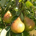 Груша «Памяти Яковлева»: характеристика сорта и особенности выращивания