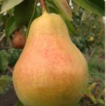 Груша «Памяти Яковлева»: характеристика сорта и особенности выращивания