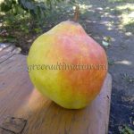 Груша «Памяти Яковлева»: характеристика сорта и особенности выращивания