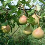 Груша «Памяти Яковлева»: характеристика сорта и особенности выращивания