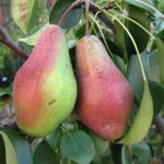 Груша «Памяти Яковлева»: характеристика сорта и особенности выращивания