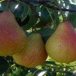 Груша «Памяти Яковлева»: характеристика сорта и особенности выращивания