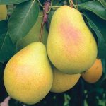 Груша «Памяти Яковлева»: характеристика сорта и особенности выращивания