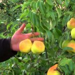 Груша «Памяти Яковлева»: характеристика сорта и особенности выращивания