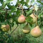 Груша «Памяти Яковлева»: характеристика сорта и особенности выращивания