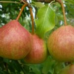 Груша «Памяти Яковлева»: характеристика сорта и особенности выращивания