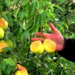 Груша «Памяти Яковлева»: характеристика сорта и особенности выращивания