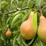 Груша «Памяти Яковлева»: характеристика сорта и особенности выращивания