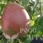 Груша «Талгарская красавица»: особенности агротехники