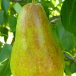 Груша «Талгарская красавица»: особенности агротехники