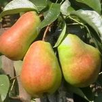 Груша «Талгарская красавица»: особенности агротехники