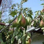 Груша «Талгарская красавица»: особенности агротехники
