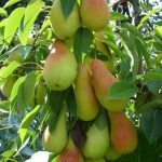 Груша «Талгарская красавица»: особенности агротехники