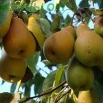 Груша «Талгарская красавица»: особенности агротехники