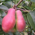 Груша «Талгарская красавица»: особенности агротехники