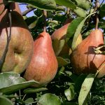 Груша «Талгарская красавица»: особенности агротехники