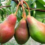 Груша «Талгарская красавица»: особенности агротехники