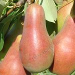 Груша «Талгарская красавица»: особенности агротехники