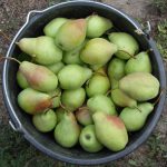 Груша «Талгарская красавица»: особенности агротехники