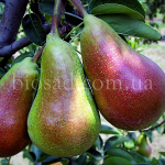 Груша «Талгарская красавица»: особенности агротехники