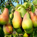 Груша «Талгарская красавица»: особенности агротехники