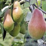 Груша «Талгарская красавица»: особенности агротехники