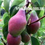 Груша «Талгарская красавица»: особенности агротехники