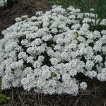 Иберис: описание видов, технология выращивания и варианты использования в ландшафтном дизайне