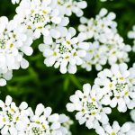 Иберис: описание видов, технология выращивания и варианты использования в ландшафтном дизайне