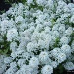 Иберис: описание видов, технология выращивания и варианты использования в ландшафтном дизайне