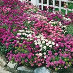 Иберис: описание видов, технология выращивания и варианты использования в ландшафтном дизайне