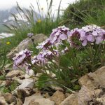 Иберис: описание видов, технология выращивания и варианты использования в ландшафтном дизайне