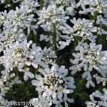 Иберис: описание видов, технология выращивания и варианты использования в ландшафтном дизайне