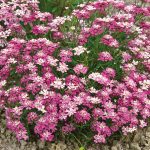 Иберис: описание видов, технология выращивания и варианты использования в ландшафтном дизайне