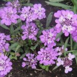 Иберис: описание видов, технология выращивания и варианты использования в ландшафтном дизайне