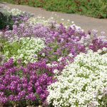 Иберис: описание видов, технология выращивания и варианты использования в ландшафтном дизайне