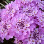 Иберис: описание видов, технология выращивания и варианты использования в ландшафтном дизайне