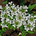 Иберис: описание видов, технология выращивания и варианты использования в ландшафтном дизайне