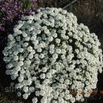 Иберис: описание видов, технология выращивания и варианты использования в ландшафтном дизайне