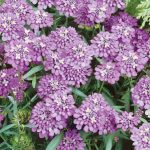 Иберис: описание видов, технология выращивания и варианты использования в ландшафтном дизайне