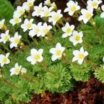 Камнеломка: декорируем сад цветущим ковром